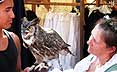 Owl & Friends