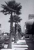 Palms on Sepulveda