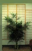 Zen Tree